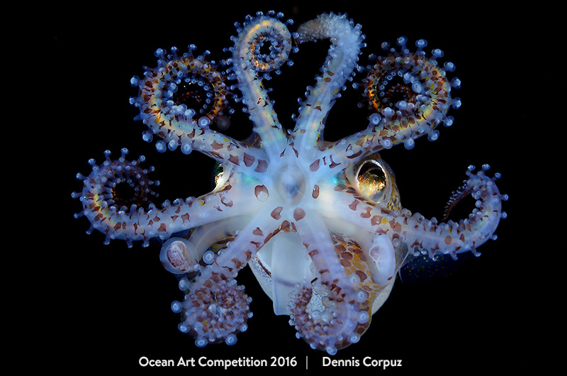 Illustration for article titled The Best Underwater Photographs of 2016 Are Out of This World